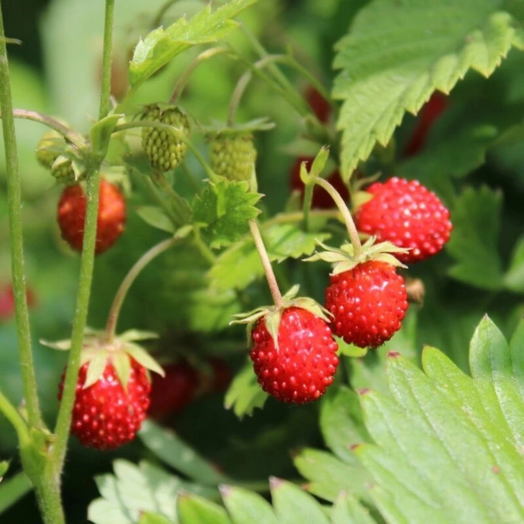 Saatgut "Balkonerdbeere" - Image 2