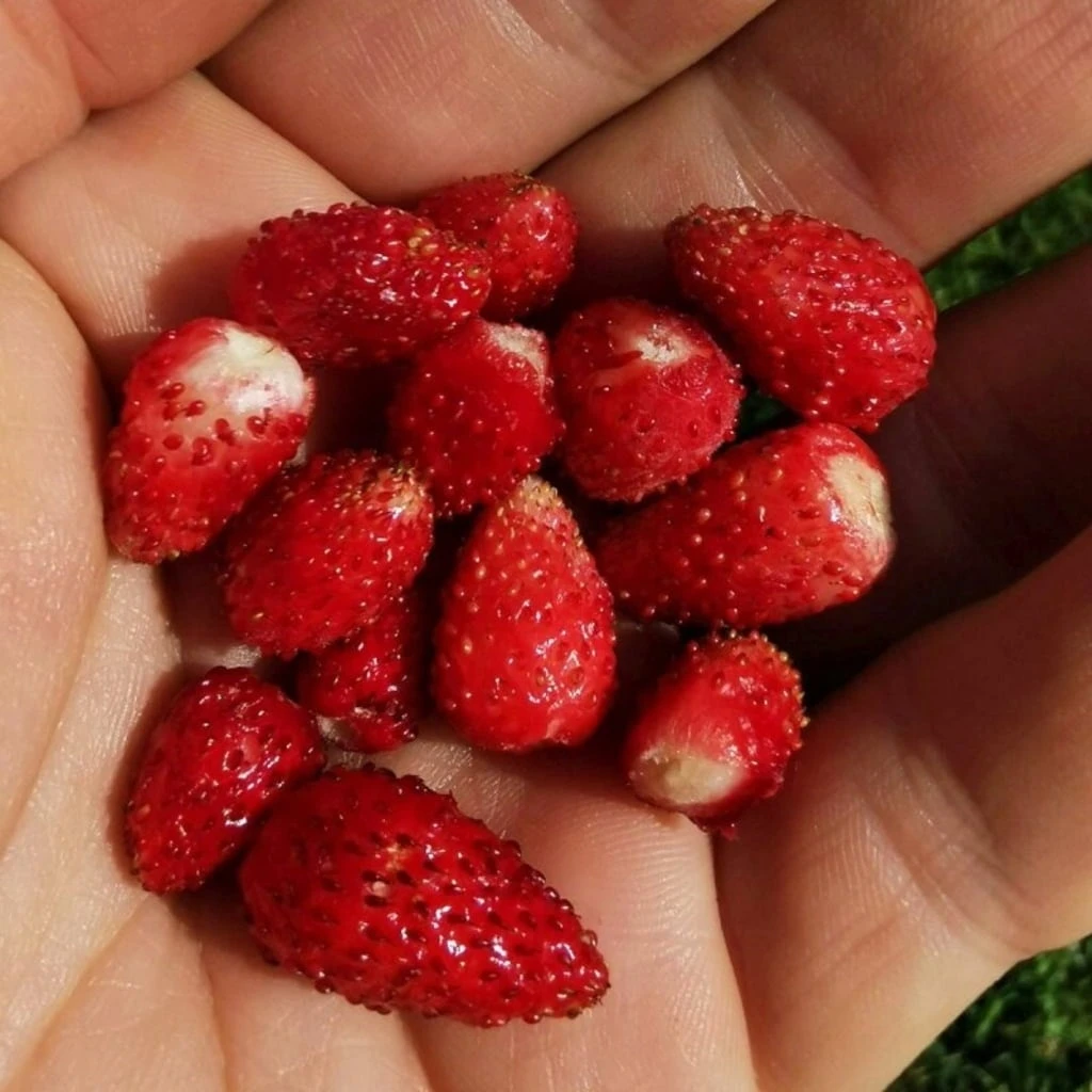 Saatgut "Balkonerdbeere" - Image 4